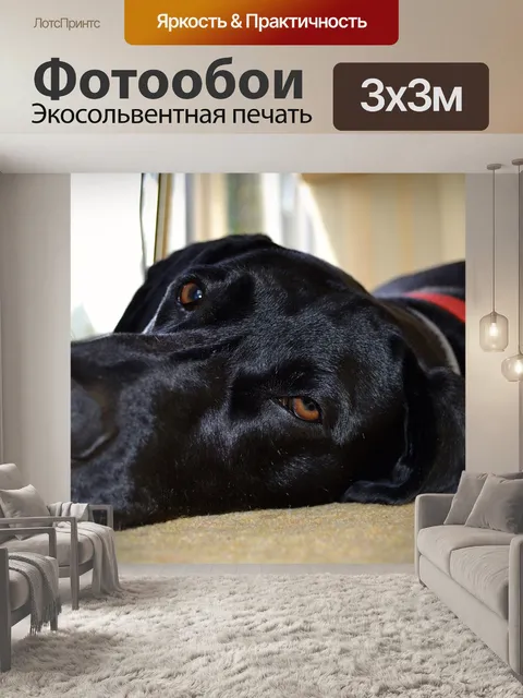 Фотообои Собака