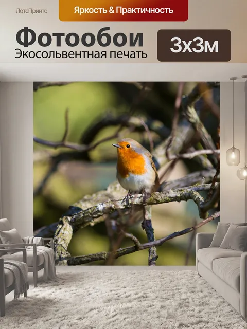 Фотообои Робин, Erithacus rubecula