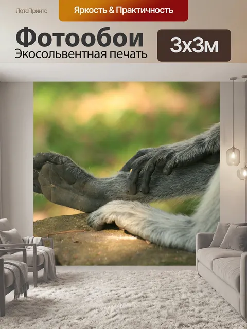 Фотообои Обезьяна