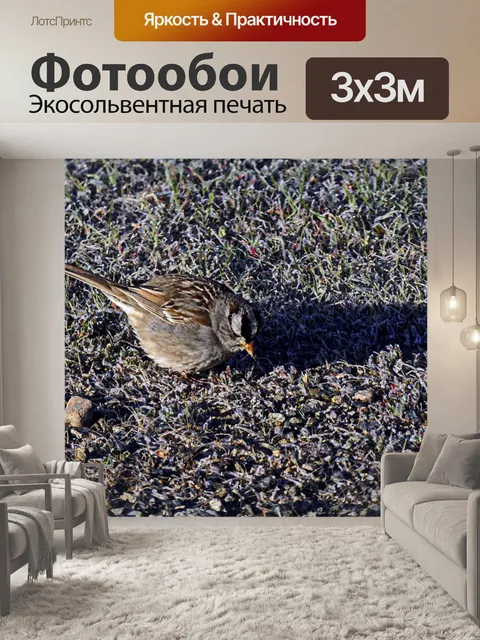 Фотообои Воробей