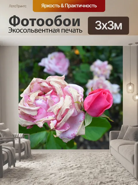 Фотообои Роза