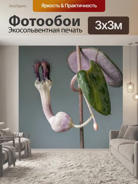 Фотообои Четки вайн