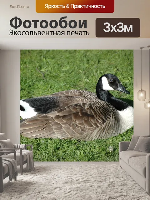 Фотообои Птица