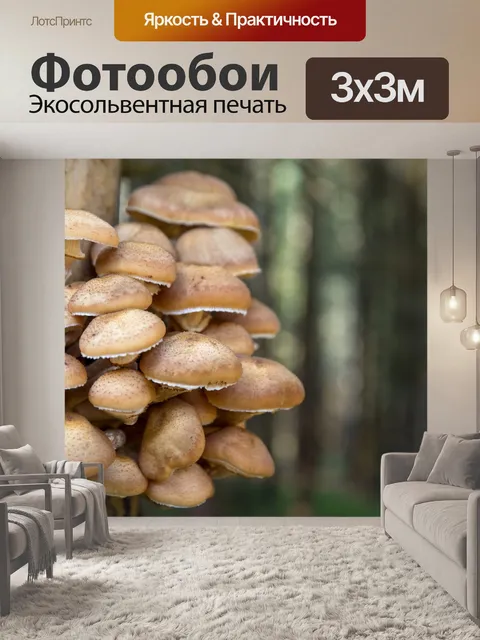 Фотообои Дикие грибы