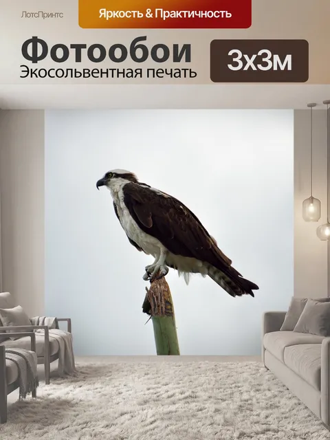 Фотообои Скопа в дикой природе