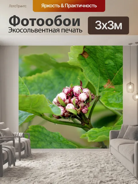 Фотообои Цветы