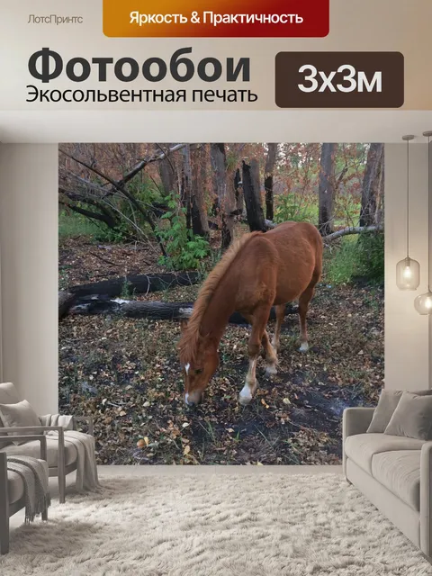 Фотообои Лошади