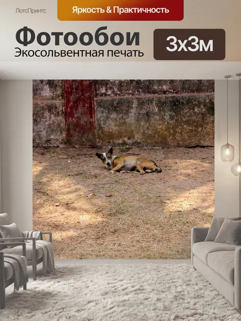 Фотообои Собака в тени
