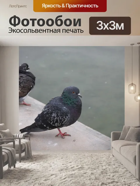 Фотообои Голубь