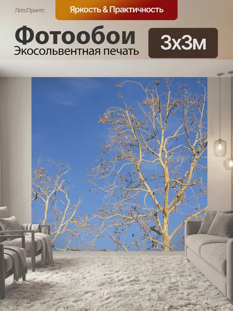 Фотообои Деревья без листьев