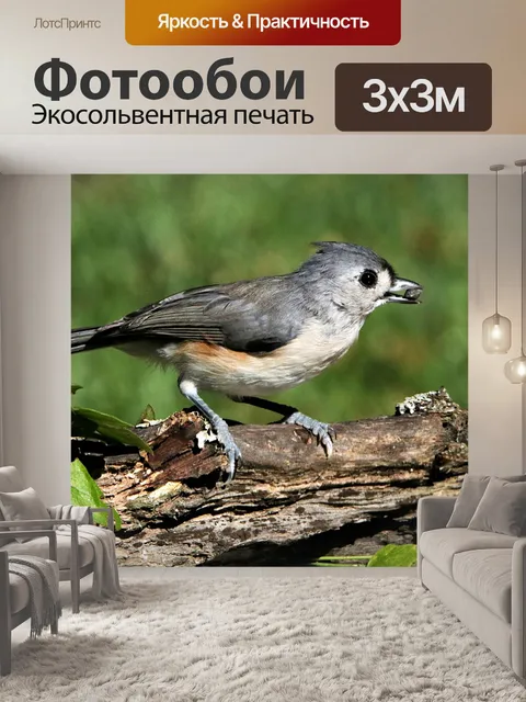 Фотообои Туфтовая синица на ветке