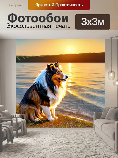 Фотообои шелти, глядящий в сторону заката на берегу озера, с легкими волнами на воде