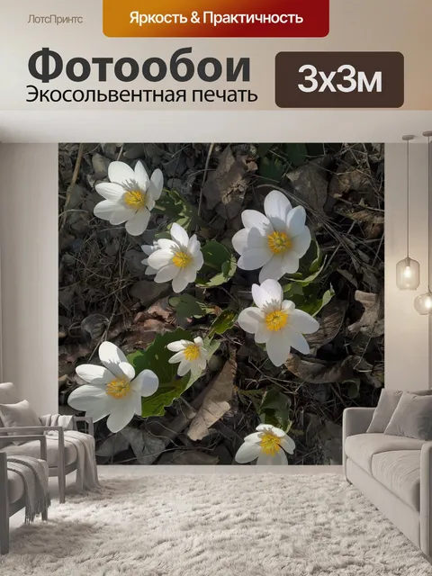Фотообои Красивые белые цветы