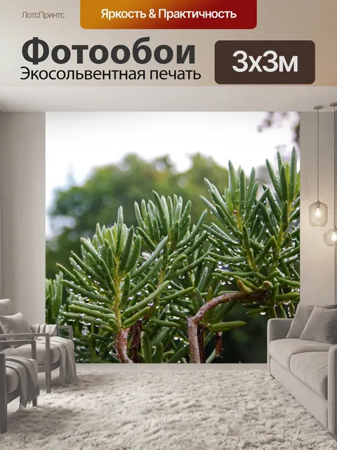 Фотообои капли воды на листьях суккулентов