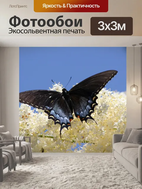 Фотообои Бабочка