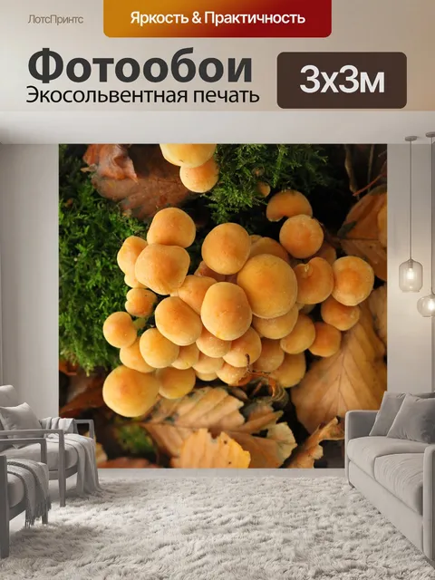 Фотообои Грибы