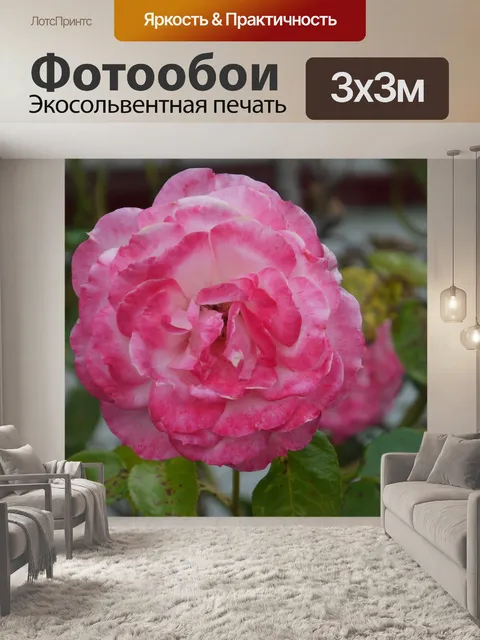 Фотообои Розовый