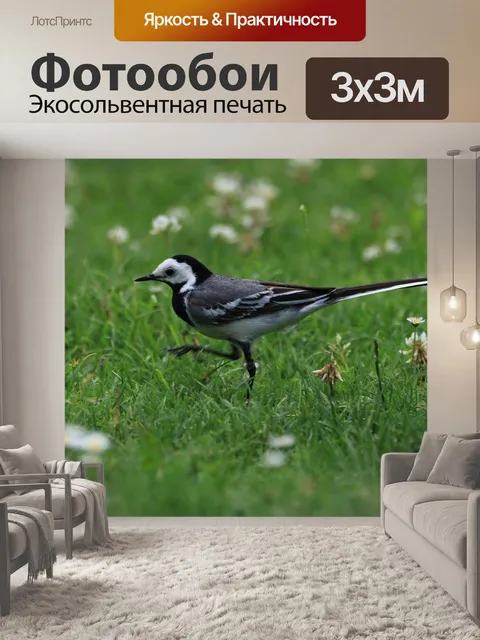 Фотообои Птица