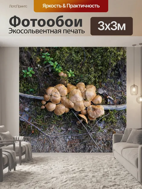Фотообои Грибы