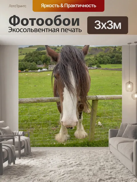 Фотообои Домашняя лошадь