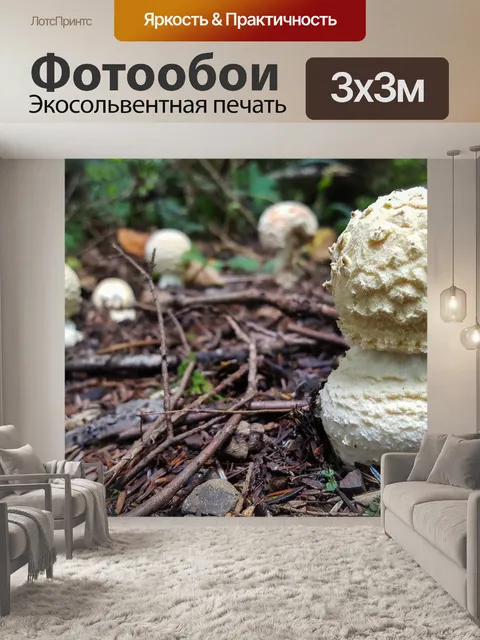 Фотообои Гриб