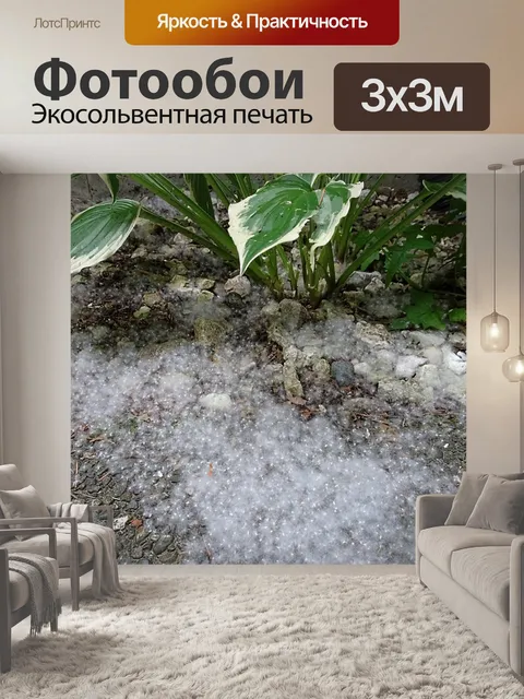 Фотообои Семена деревьев 1