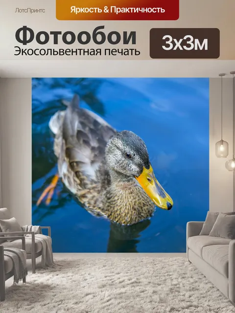 Фотообои Утка
