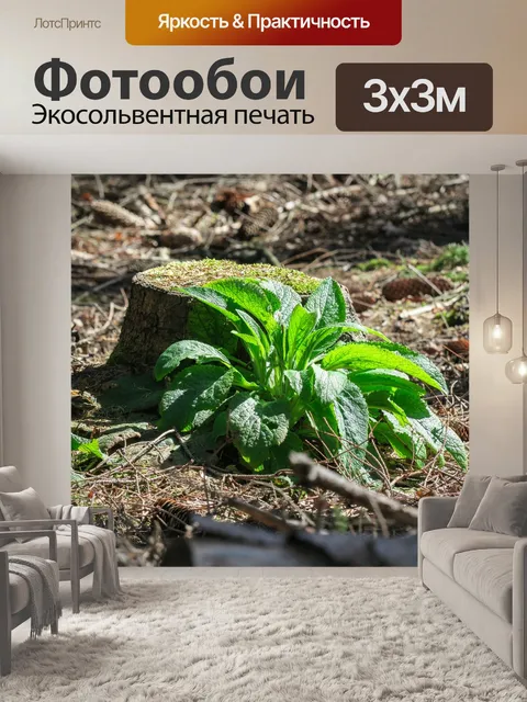 Фотообои Пень