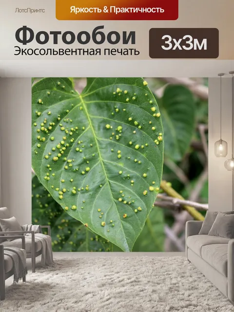 Фотообои Дикая лоза листья
