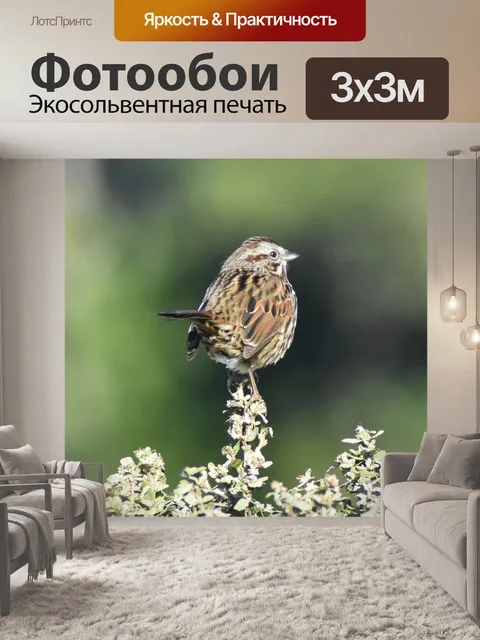 Фотообои Птица