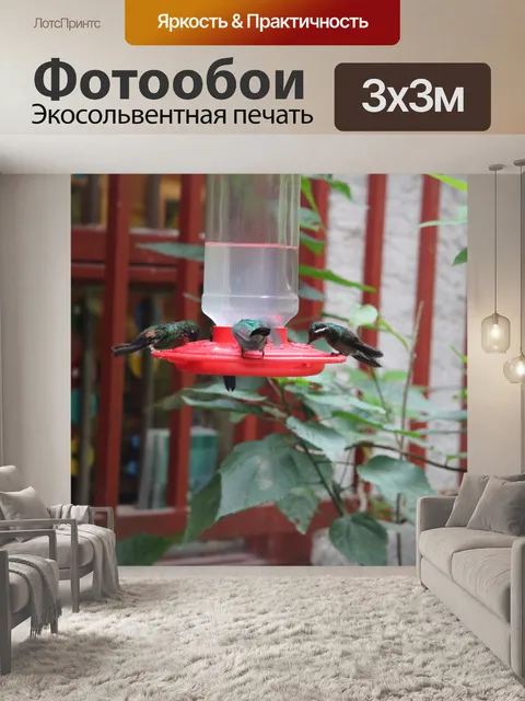 Фотообои Святилище колибри Коста-Рика