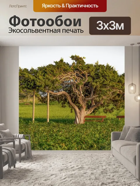 Фотообои Дерево