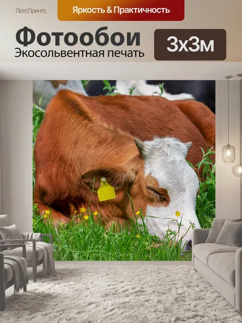 Фотообои Корова