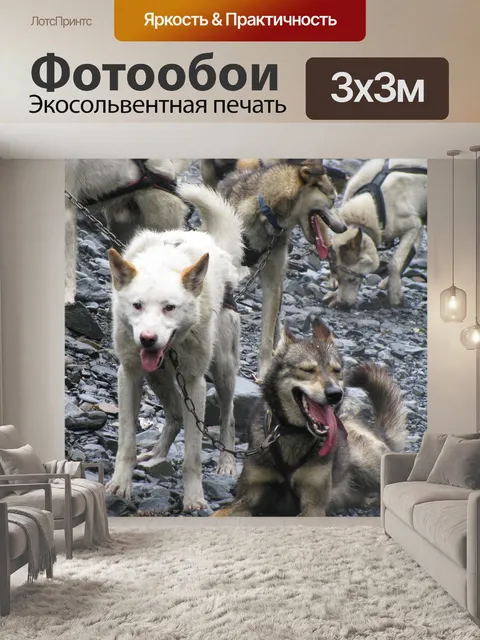 Фотообои Собаки