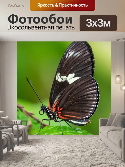 Фотообои Тропическая бабочка