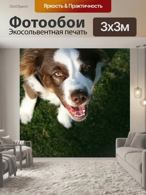 Фотообои Собака