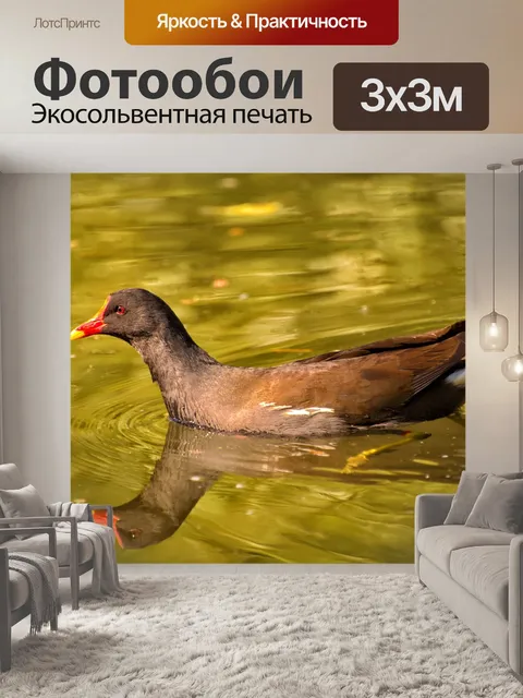 Фотообои Птицы