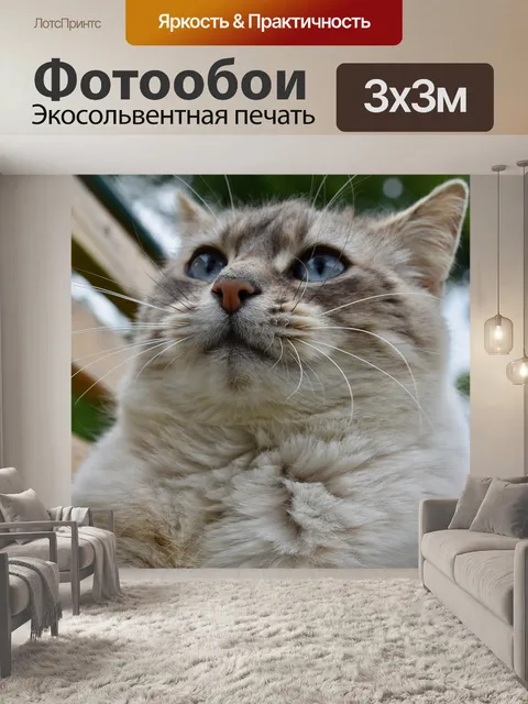 Фотообои Кошка