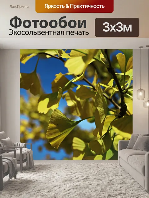 Фотообои Гинко
