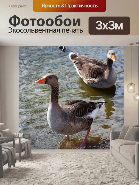 Фотообои Пара гусей