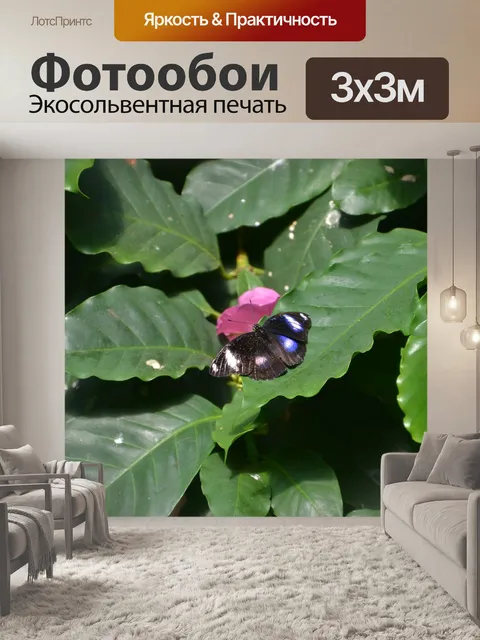 Фотообои Бабочка