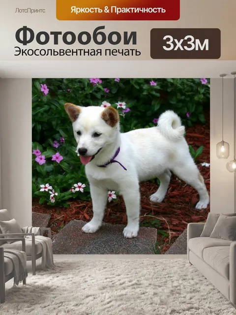 Фотообои Сиба ину