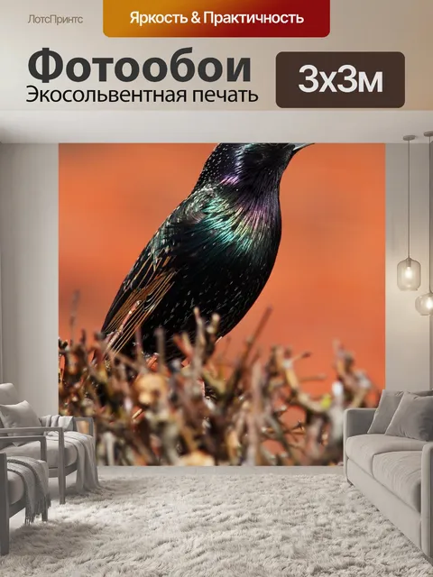 Фотообои Животное