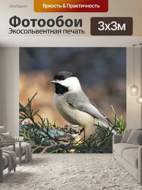 Фотообои Каролина Чикади Крупный план