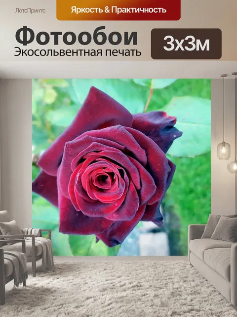 Фотообои Благородная роза