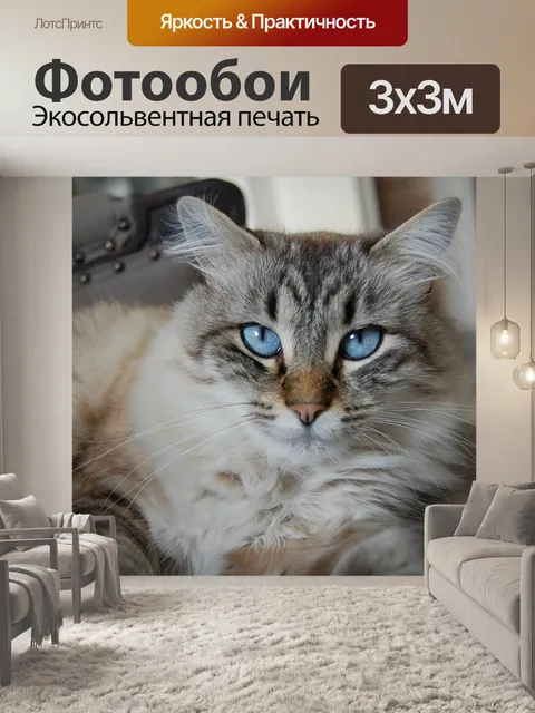 Фотообои Кошка