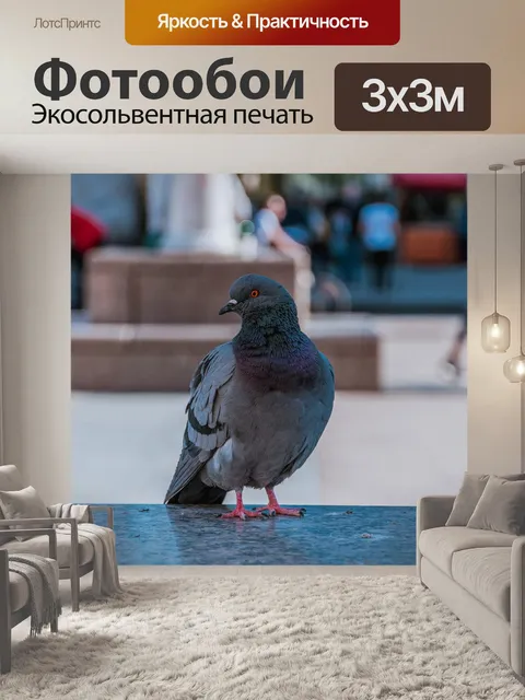 Фотообои Голубь