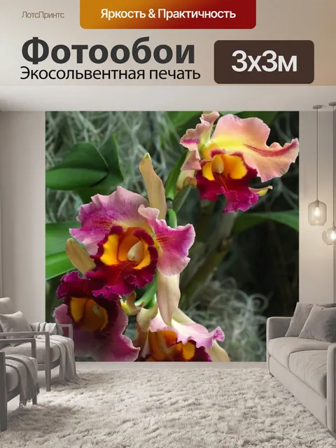 Фотообои Орхидеи