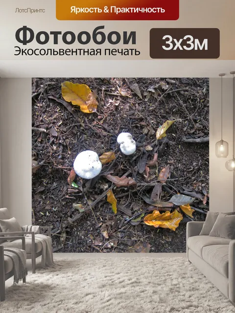 Фотообои белые грибы на лесной полосе