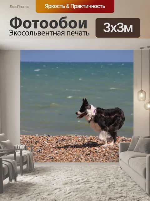Фотообои Собака бордер-колли